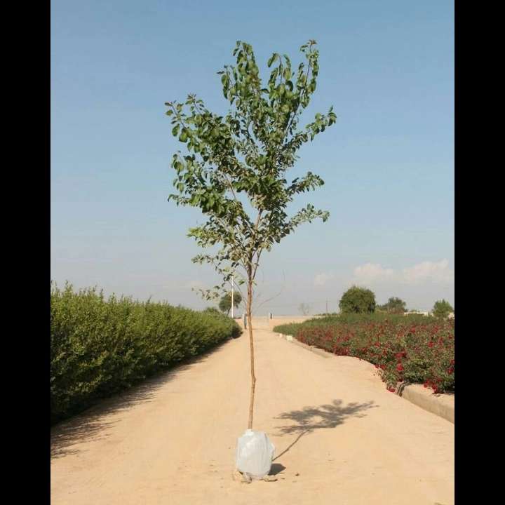 نهال های زمینی