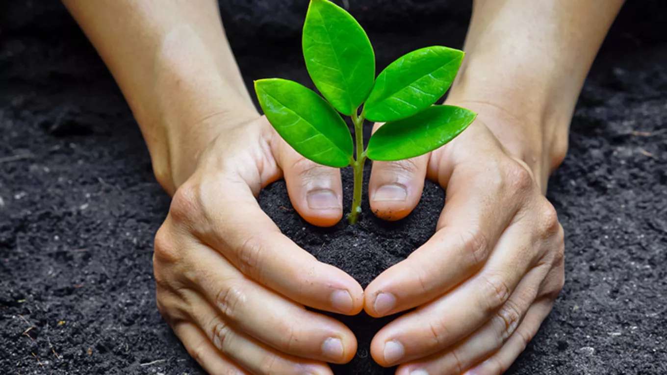حضانة المستخلص الطازج