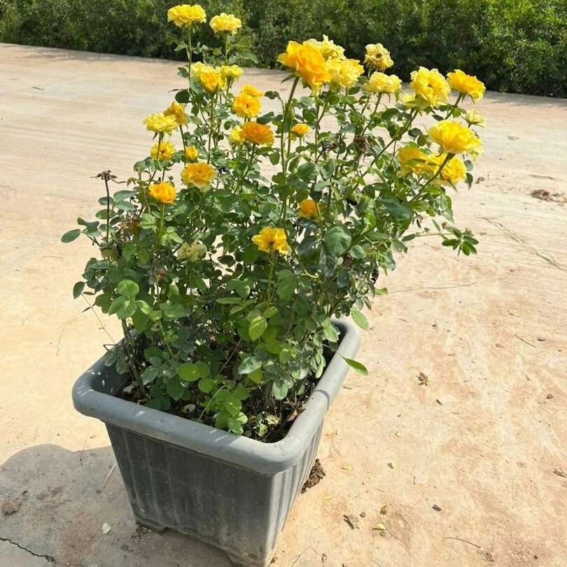 نهال های گلدانی