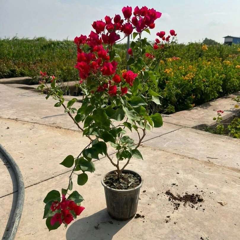 نهال های گلدانی
