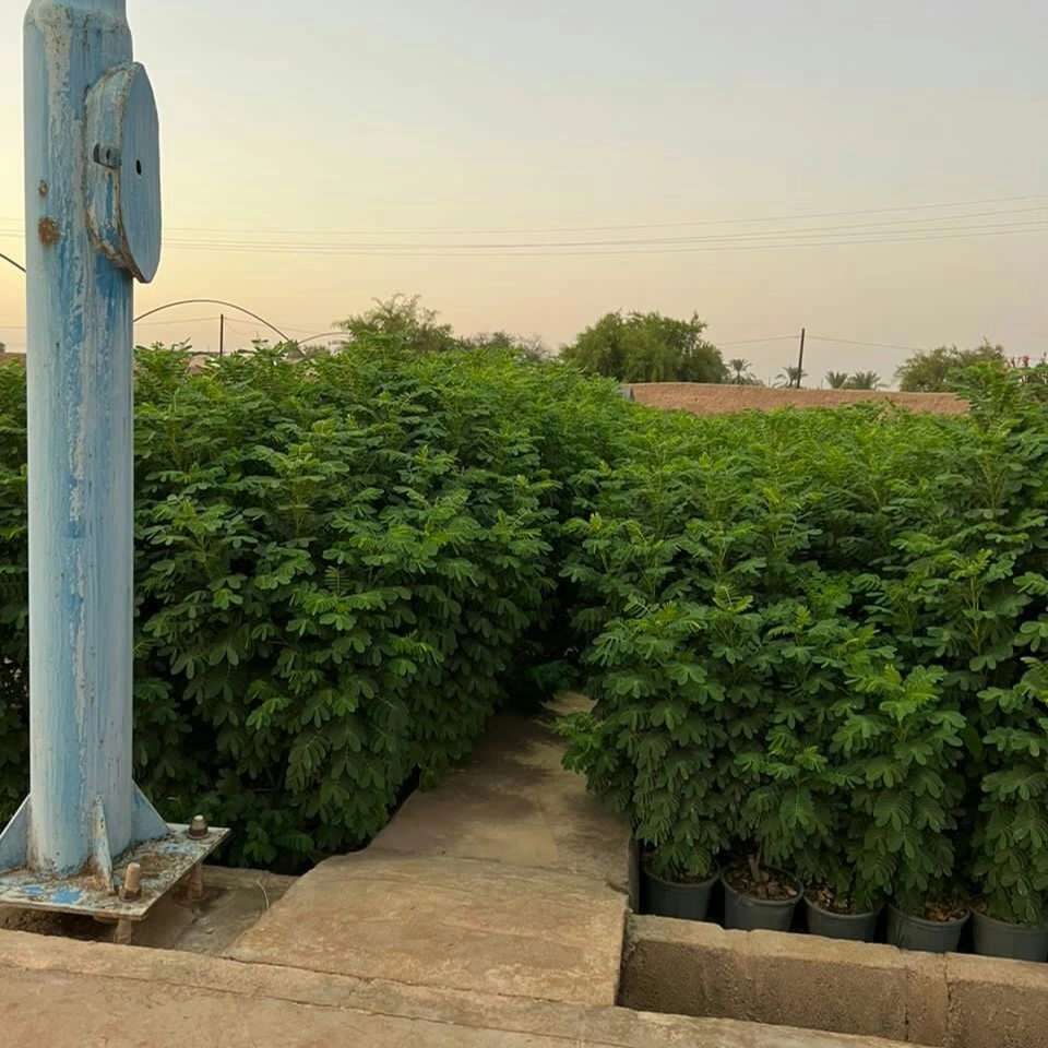 نهال های گلدانی