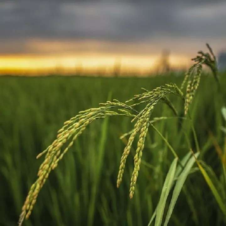 برنج