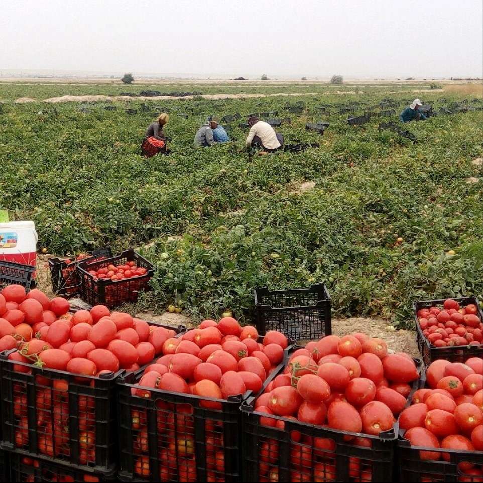 مجموعه کشاورزی راویس