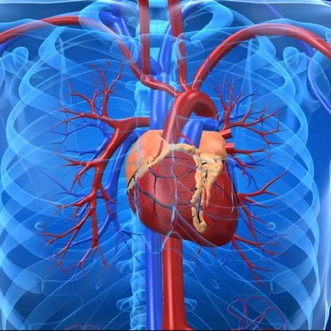 دکتر کاشانی متخصص قلب و عروق