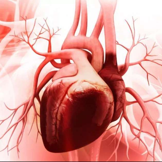 دکتر کاشانی متخصص قلب و عروق