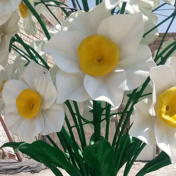 المان گل نرگس