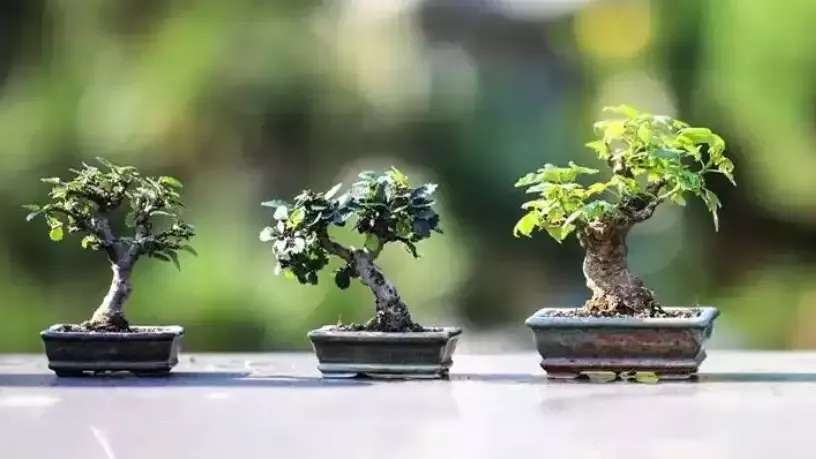 Sale of live bonsai