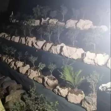 تولید و مشاوره و فروش انواع بونسای زندی در مازندران