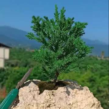 تولید و مشاوره و فروش انواع بونسای زندی در مازندران