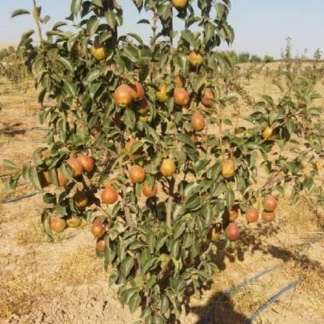 نهالستان حیدران
