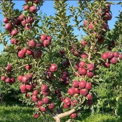 نهالستان حیدران