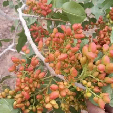 نهالستان حیدران