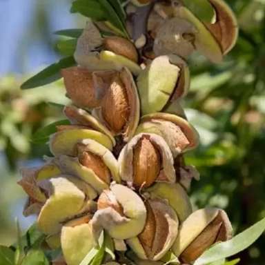 نهالستان حیدران