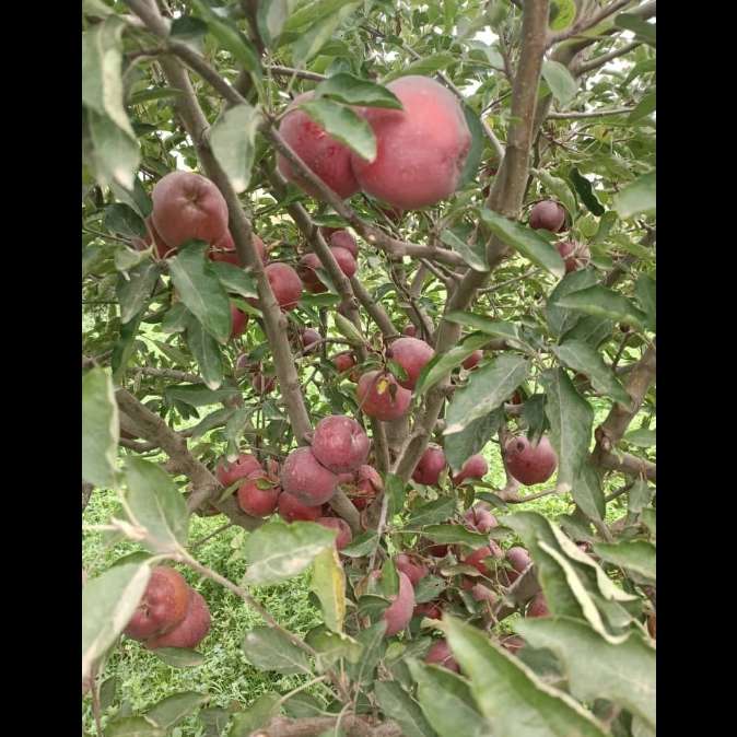 نهالستان حیدران