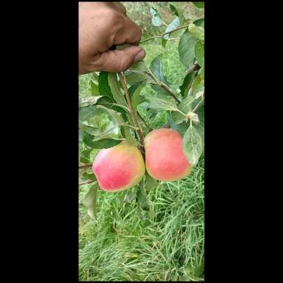 نهالستان حیدران