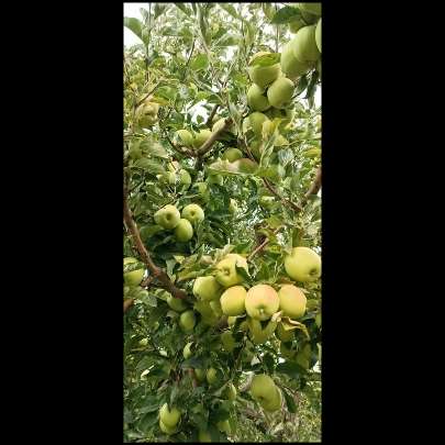 نهالستان حیدران