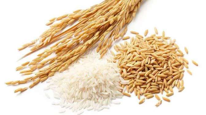 مصنع طحن الأرز اللؤلؤي