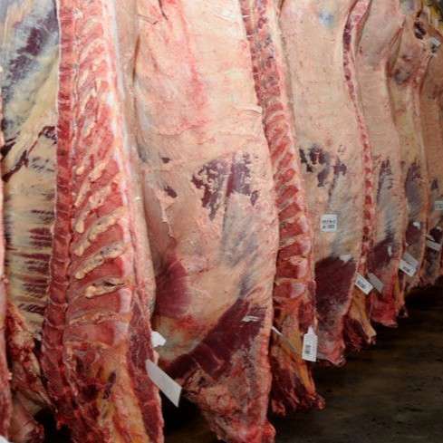 تولید و فروش جوجه شتر مرغ و گوشت شترمرغ