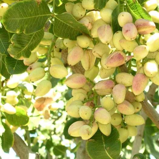 نهالستان پسته