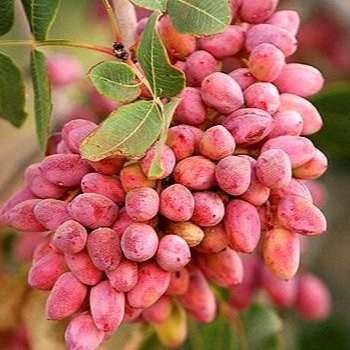 نهالستان پسته