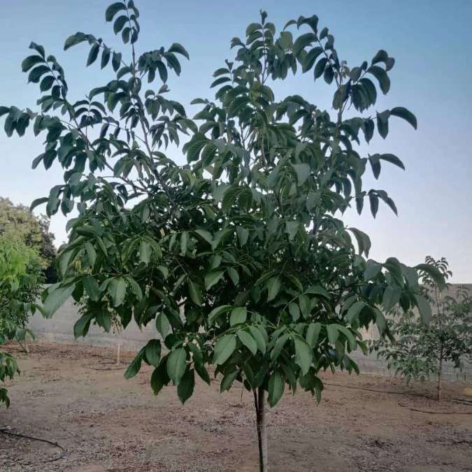نهالستان گردو