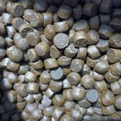 غذای ماهی رجایی