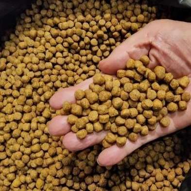 غذای ماهی رجایی