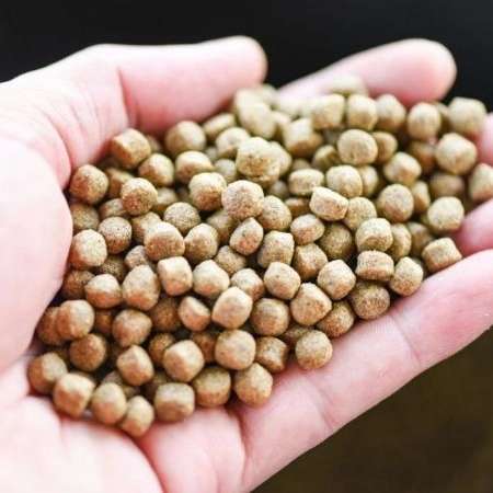 غذای ماهی رجایی