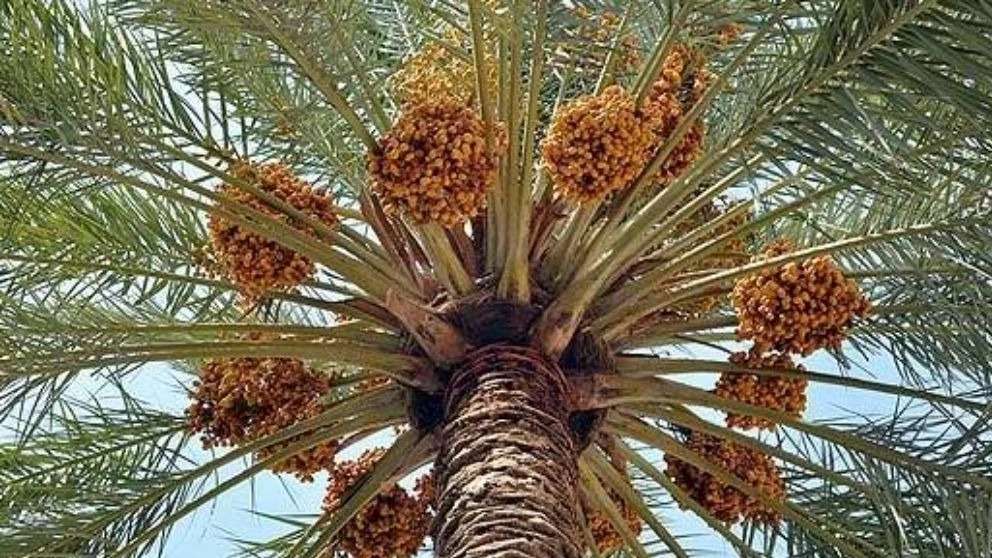 بستان نخيل التمر بيارام أرفين