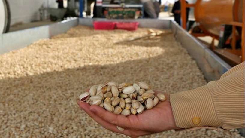 Manufacturer of pistachio processing terminals
