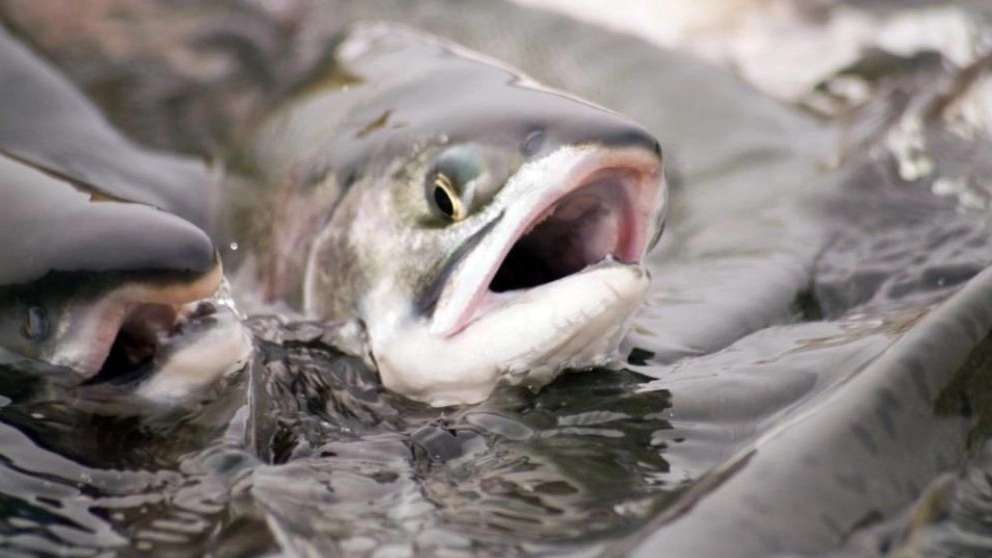 Food production for Danso tropical fish