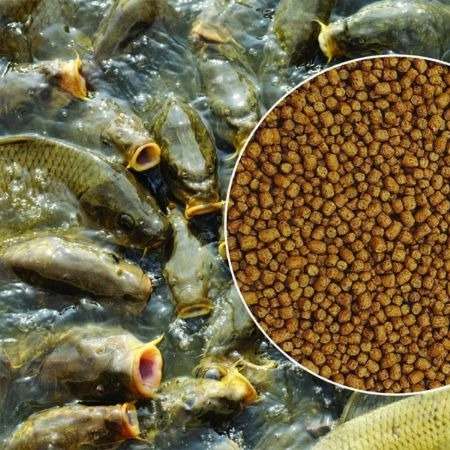 تولید غذای ماهیان گرمابی دانسو