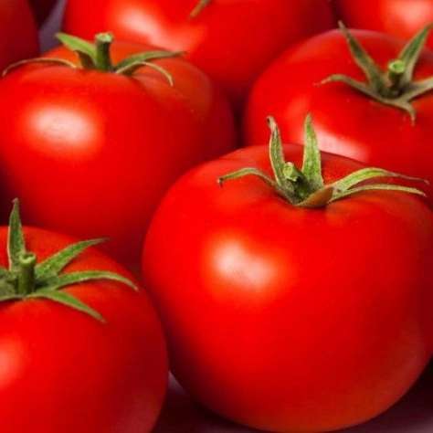 گوجه فرنگی