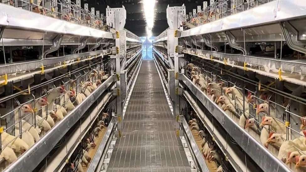 Poultry livestock and poultry