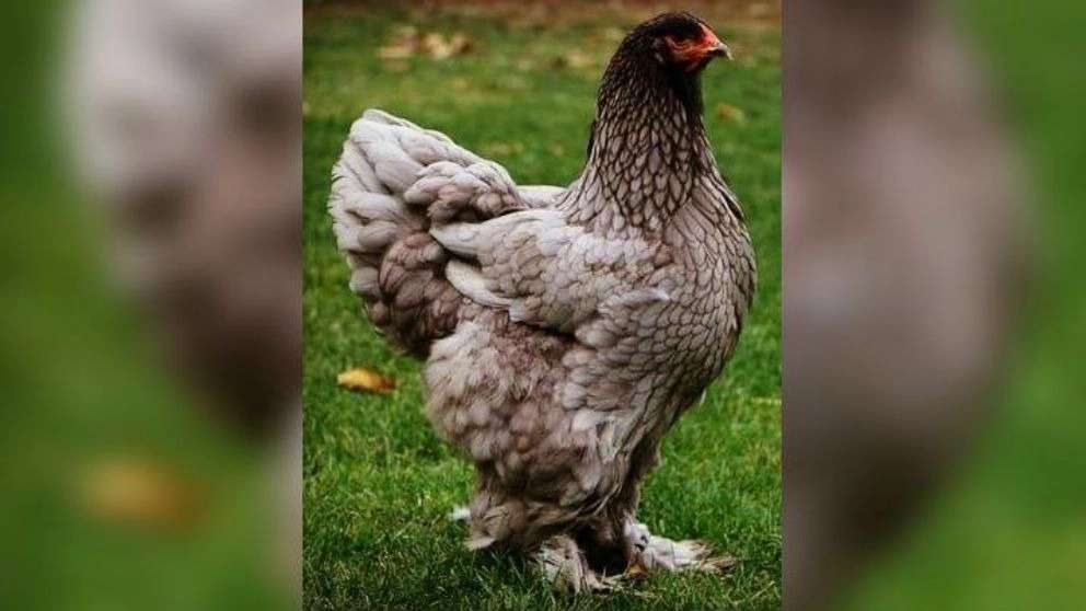 Brahma decorative chicken