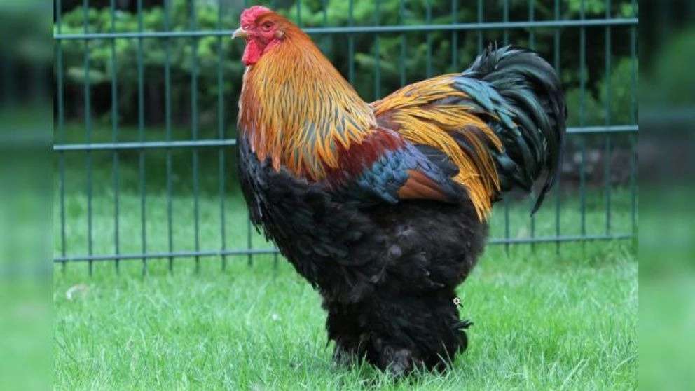Brahma decorative rooster
