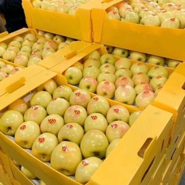 فروش و صادرات انواع سیب درختی محمدی
