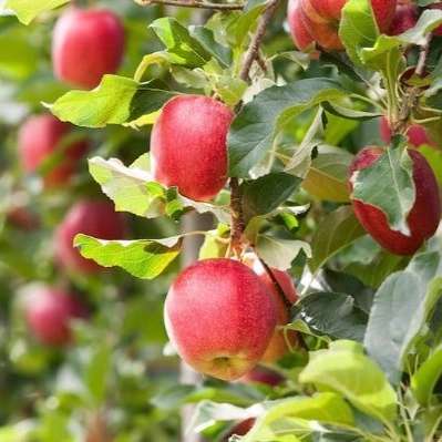 فروش و صادرات انواع سیب درختی محمدی