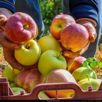 فروش و صادرات انواع سیب درختی محمدی