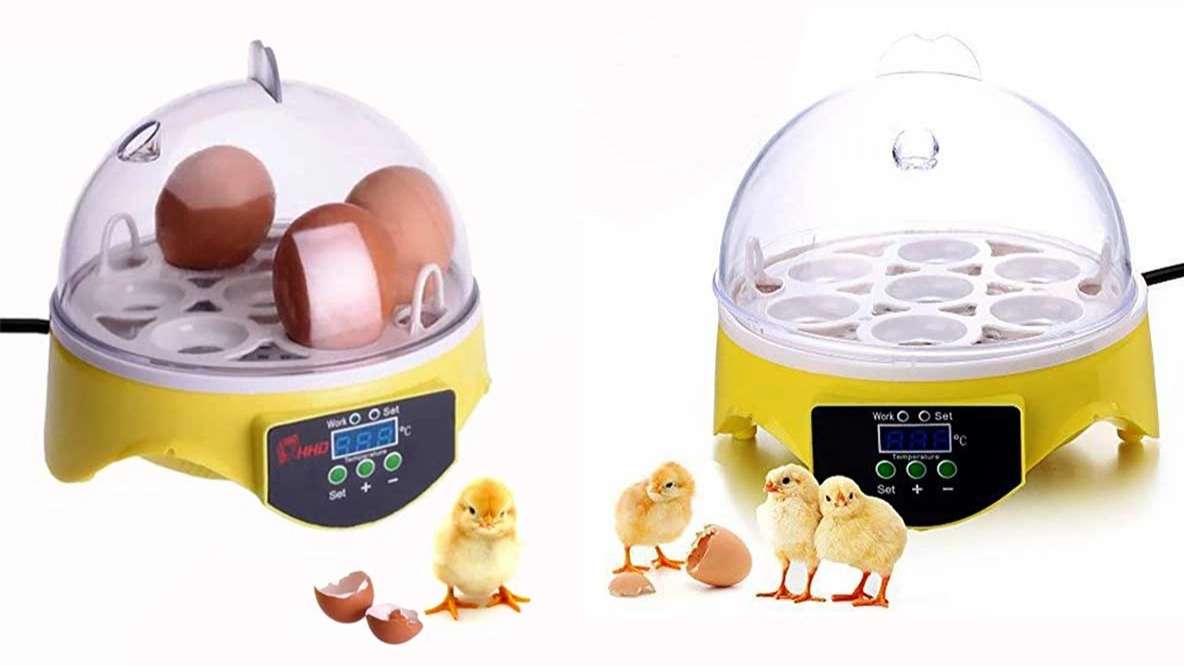 Peacock incubator
