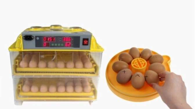 Peacock incubator