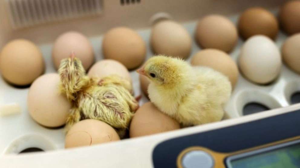 Peacock incubator