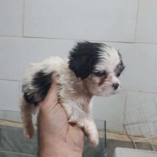 حیوانات خانگی شمس