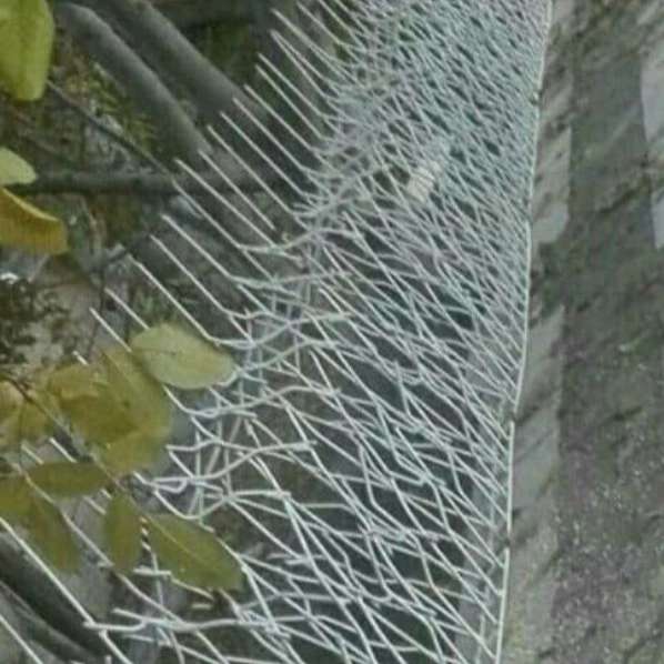 حفاظ شاخ گوزنی
