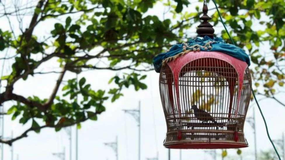 Kasri bird cages and birdhouses