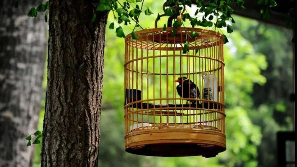 Kasri bird cage