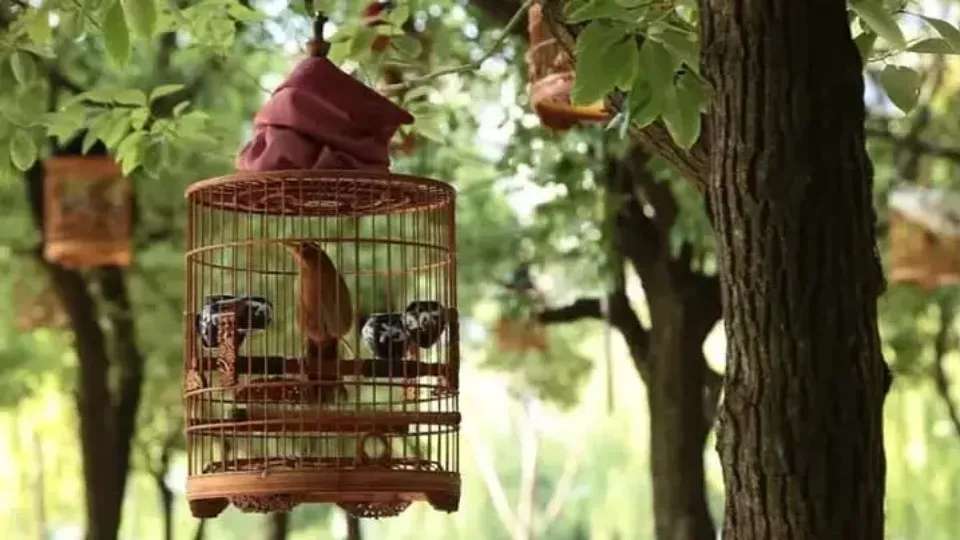 Kasri bird cage