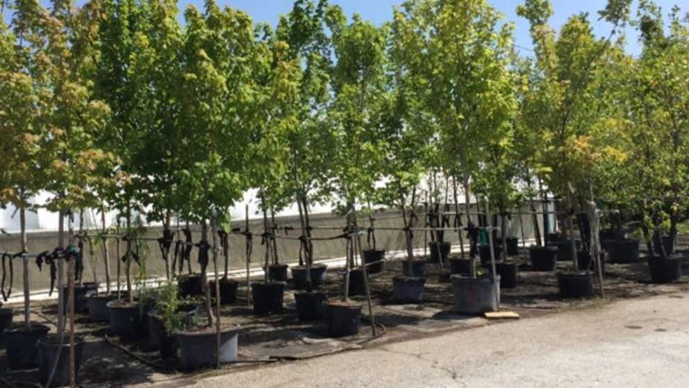 Bashirzadeh nursery