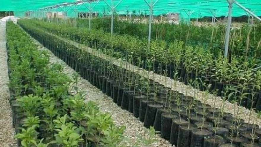 Bashirzadeh nursery