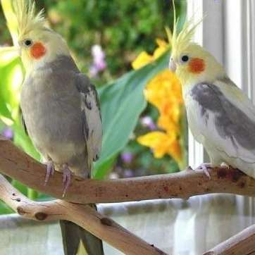 طوطی آرمین پاروت